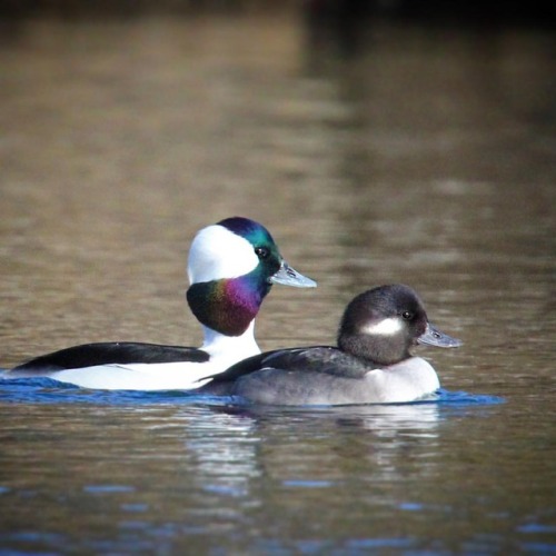 Bufflehead pair #bufflehead #buffleheads #ducks #waterfowl #woodshole #capecod #feather_perfection #