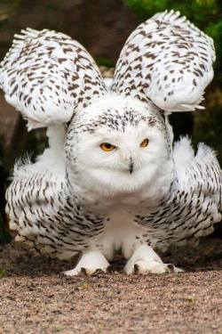 funnywildlife:  Puffed up snowy owl