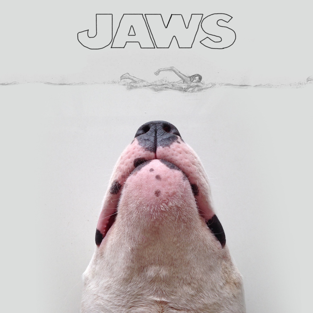 huffingtonpost:Dog Owner Draws His Bull Terrier Into The Kind Of Adventures A Dog