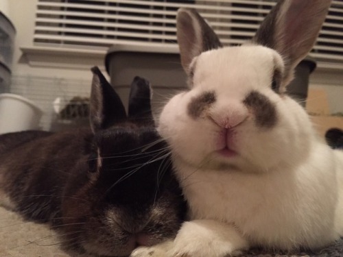 nuggetbuns: We didn’t know each other when we were residents at our local House Rabbit Society, but 