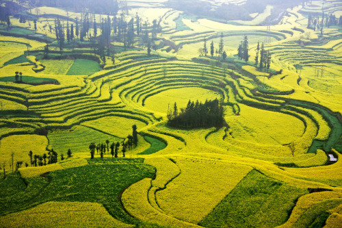 odditiesoflife: Rapeseed Flower Fields, China The stunning yellow landscape features field after fie