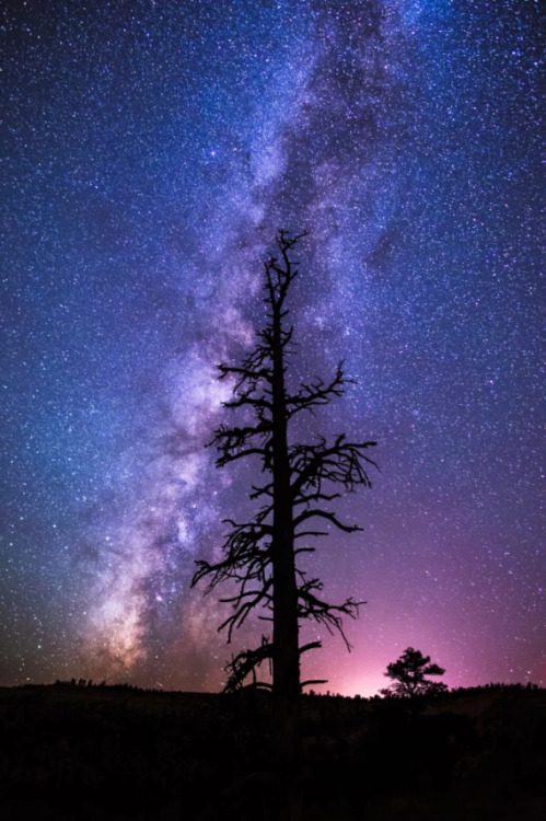 birdsonqs:by  Wayne Pinkston   Meet me in that wonderful dream…..
