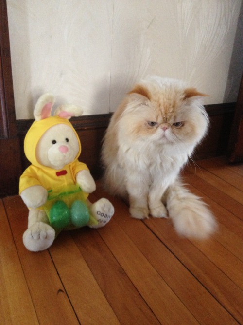 lucifurfluffypants:Fine. I’ll sit by the damn rabbit.lucifurfluffypants.tumblr.comhttps