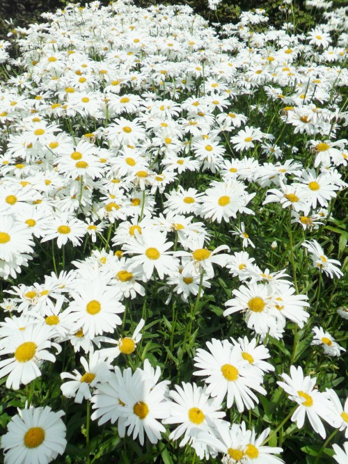 vwcampervan-aldridge: Oxeye Daises, Hardwick Hall Gardens, Derbyshire, England All Original Photogra