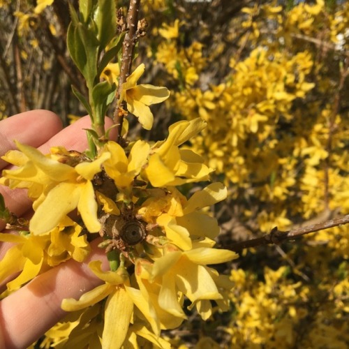 slice-of-live:  Forsythias