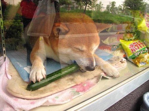 babyanimalgifs: Shiba lives and is “employed” at a little cigarette shop in Japan. he opens the window and greets customers