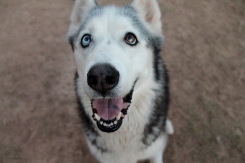 6woofs: she’s p happy
