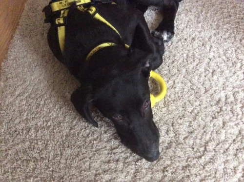 evilmaniclaugh: Our new rescue pup called Woody. He’s a four month old Dalmatian German Shephe