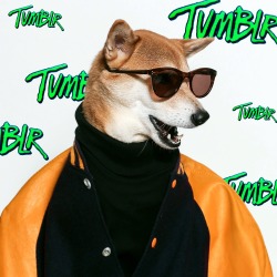 mensweardog:Congrats Tumblr on hitting 1