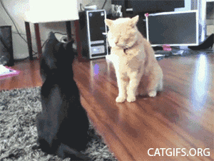 GIF TV