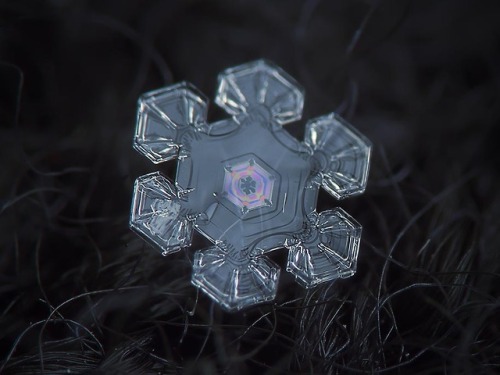 datcatwhatcameback:  elysemarshall:  latimes:  pbsdigitalstudios:  It’s that time of year again! Check out these incredible images of snowflakes under a microscope by Alexey Kljatov.  A happy Friday to our follows - each of them a unique snowflake!