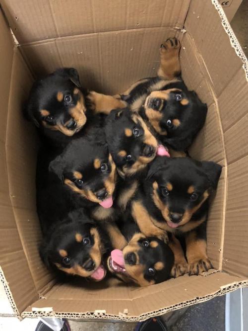 awwww-cute:  Box full of Rottis!!! (Source: https://ift.tt/2AsaSlO)