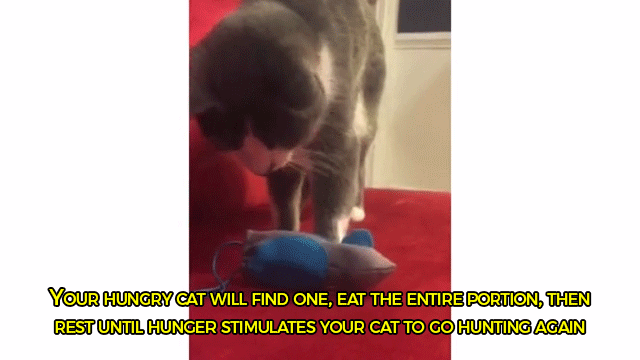 sizvideos:   A veterinarian created a natural cat feeding system to keep your cat