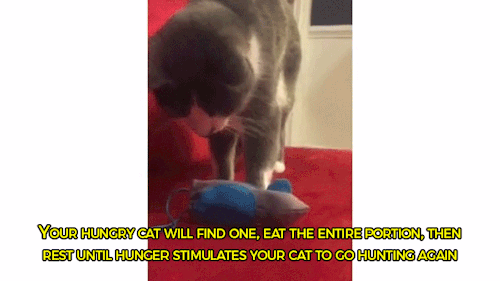 lucky-pinniped:sizvideos:A veterinarian created a natural cat feeding system to keep your cat both h