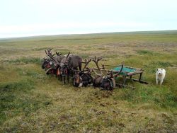 finahundar: Nenets Herding Laika(also known as Nenets Laika or Reindeer Herding Laika): A medium-sized working dog which owes its name to the Nentsy tribe, an ancient nomad tribe whose main activity is reindeer herding. The Nenets Laika looks very similar