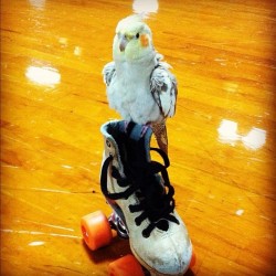 tilleyandpepperthebirds:  Roller skating, anyone? - Tilley #cockatiel #rollerskates #tbt 