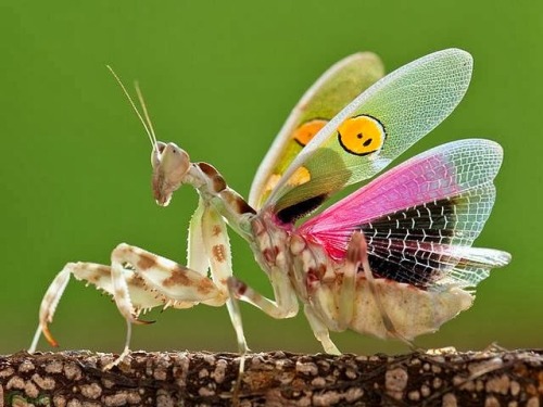for-science-sake:The Jewelled Flower Mantis is a type of Flower Mantis endemically found in Asia. Fe