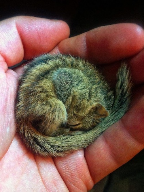 snowthoughts:  magicalnaturetour:  Photos by Paul Williams via thephotomag   This is one of the most beautiful precious things ever. So sweet, I love chipmunks