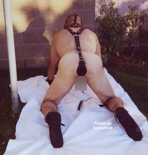 seniorkink: Puppy strapped into its leather, ready for obedience training Obedience training