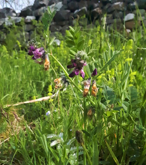 Common vetch (Vicia sativa). It’s said to have been used in enchanting and binding spells (for good 