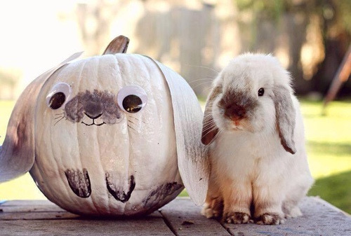 gothiccharmschool:  megan-is-a-doll:  Beeeep  This is a much better thing to look at. Bunny and bunn