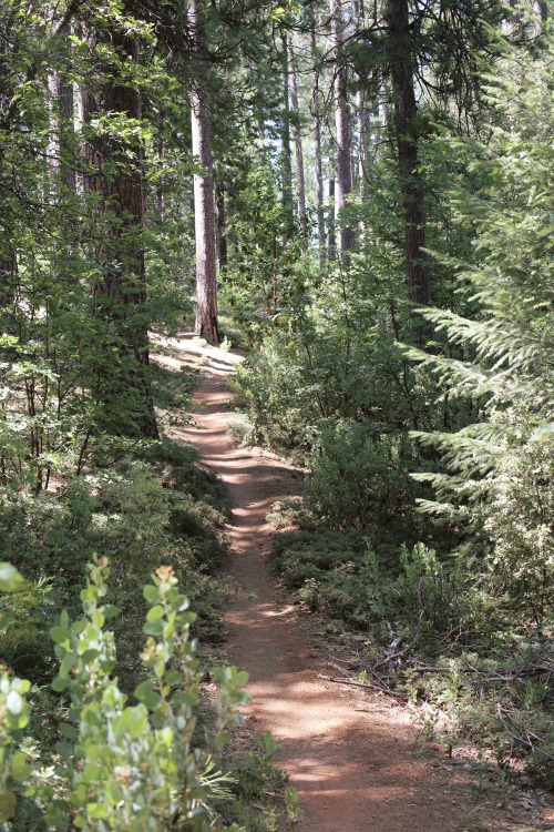 A quiet afternoon hike at the edge of the El Dorado National Forest in the sierra nevadas means bein