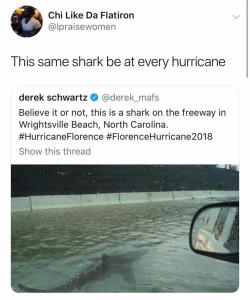 psychoxknyte:  That shark is a crisis actor