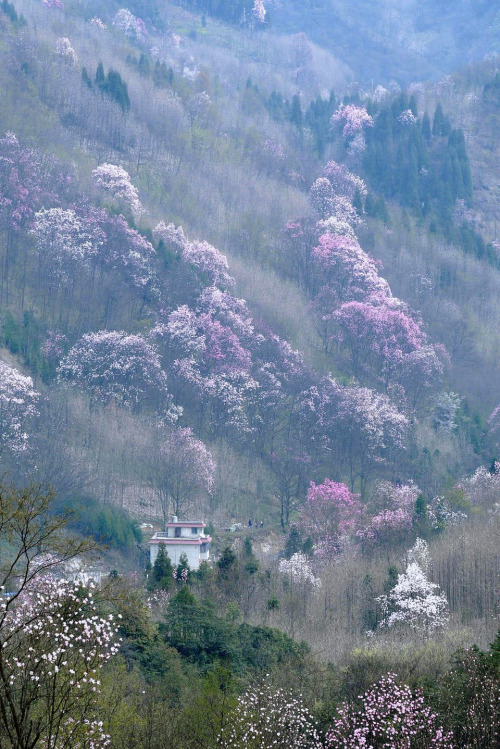 Biond Magnolia Flower, 吴家后山, sichuan province