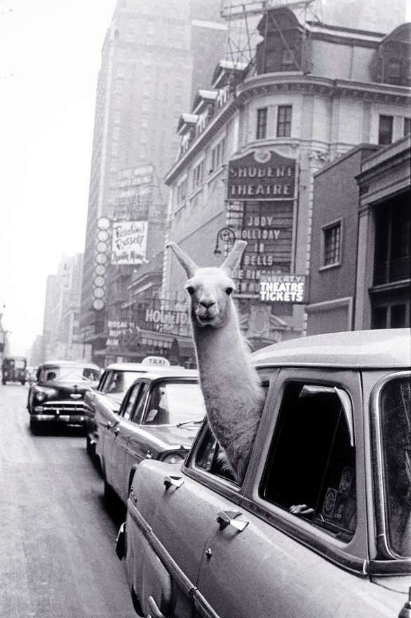 Inge Morath - Encounter on Times Square, 1957.