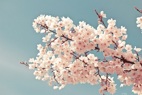 Beautiful en We Heart It. http://weheartit.com/entry/79480590/via/m3lika