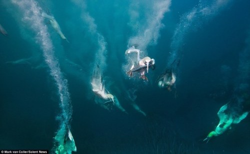 More gannets