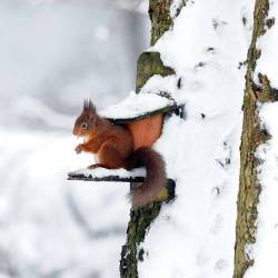 pagewoman:  Red Squirrel, Kielder Forest,