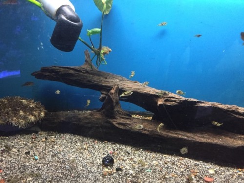 thesecretlifeofshrimp:Some pics from Pacific Aquarium and Plant Inc, in chinatown in NYC that I took