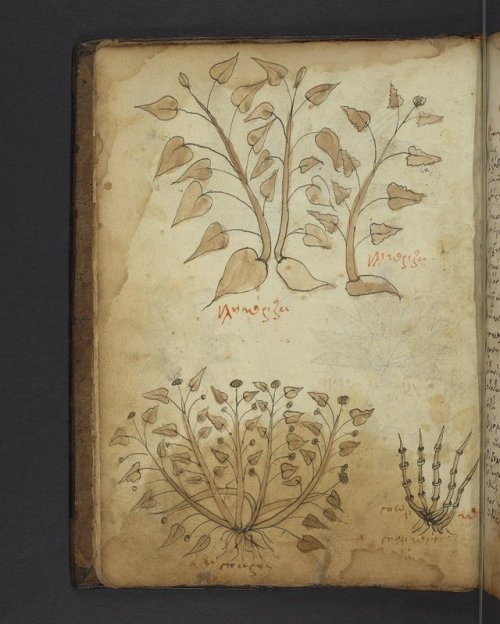 LJS 62 Herbal in the tradition of Dioscorides, written in the eastern Mediterranean in the 15th cent