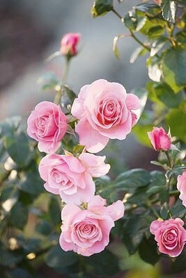 miss-mandy-m:  Pink climbing rose garden inspiration