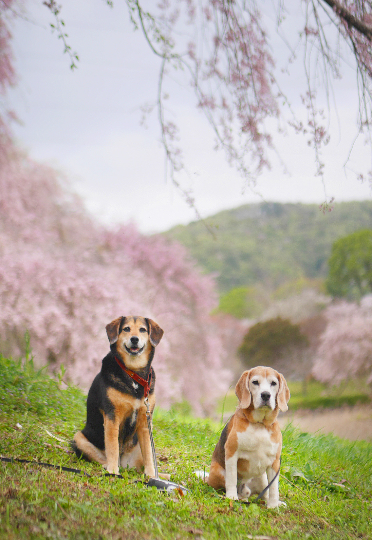 XXX gdmtblr:The Breath of SpringWeeping cherry photo