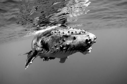nature-madness:Humpback Whales | Douglas J Hoffman