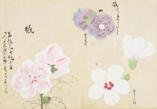 iamjapanese:KANŌ Shigekata（狩野 重賢 Japanese）Sōmoku Shasei 草木写生  秋  Scrolls of Flower Paintings, Autumn