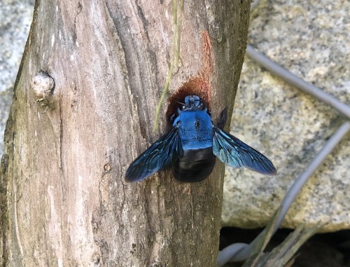 shatterpath: onenicebugperday:Cerulean carpenter bee, Xylocopa caerulea, Xylocopinae, ApidaeFound in