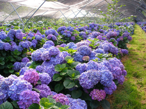 nurturing-nymph: Hydrangea Greenhouse