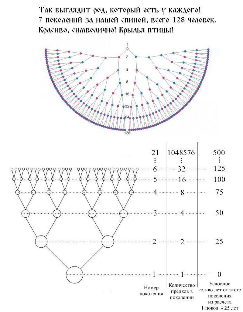 Схема рода человека. Схема семи поколений рода. Семь поколений рода родовое Древо. Родовая генограмма 7 поколений. Схема родового древа до 7 колена.