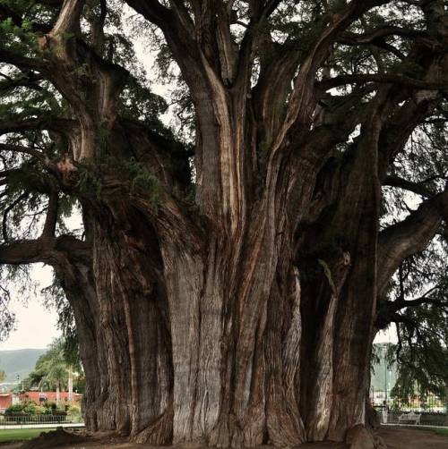 just-breezy:Happy Arbor Day – here are some amazing treesConsidered the world’s oldest t