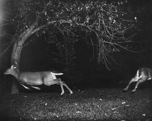 flowerinaflame - National Geographic, 1906 (ph. George Shiras...