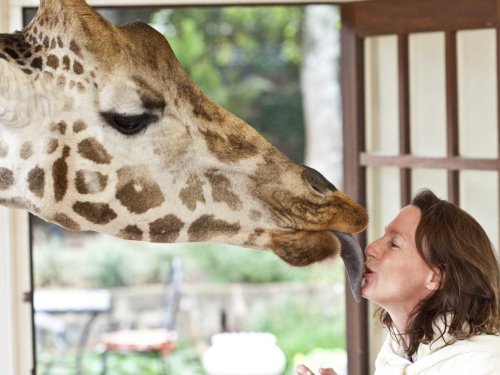 end0skeletal:  Ten giraffes roam the grounds freely at Giraffe Manor in Nairobi (Full Story Here)