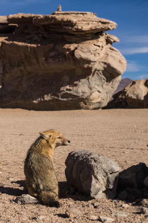 Zorro en el desierto boliviano.Junio 2019. instagram / vsco / tumblr 