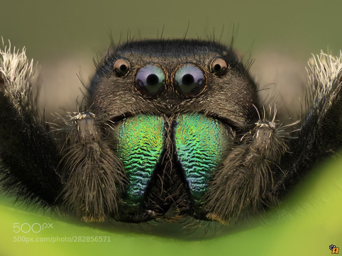 Regal jumping spider by Ringhio