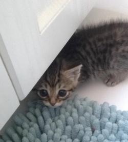 awwww-cute:  My friend’s new kitten Johnny