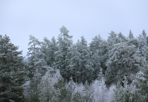 michaelnordeman:Värningsvikstorpshöjden, Värmland, Sweden. 