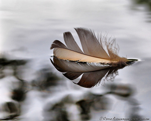 A feathered reflection