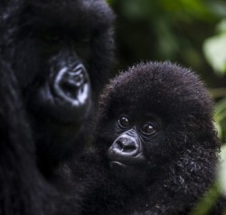 Dark eyed wonder (baby Mountain Gorilla,